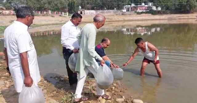 Himachal News: हरोली के तीन तालाबों में 50,000 मत्स्य बीज संचयित