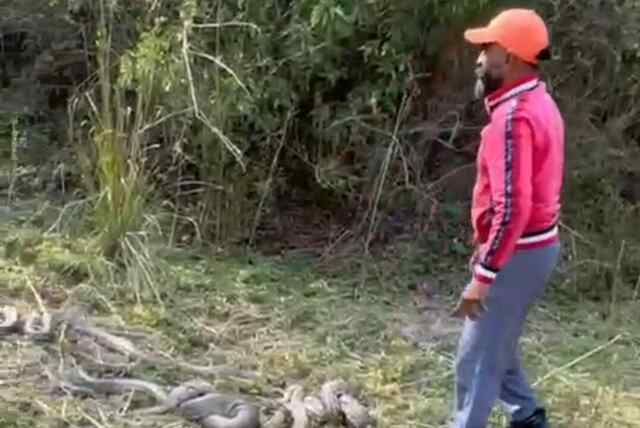 धार्मिक मेलों में वन्यजीवों (सांपों) का अवैध प्रदर्शन दंडनीय अपराध