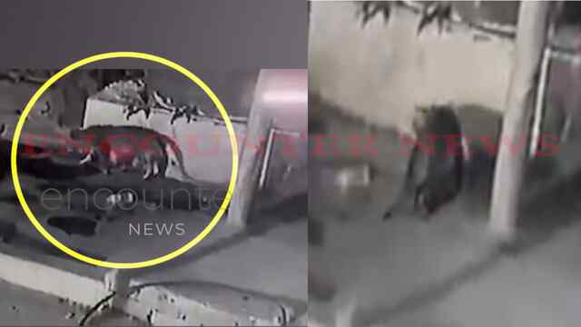 रिहायशी इलाके में दिखा तेंदुआ, लोगों में दहशत का माहौल, देखें वीडियो