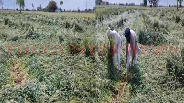 Punjab News: बेमौसम बारिश और आंधी से खेतों में बिखरी फसल, किसानों के चेहरे पर चिंता, देखें वीडियो