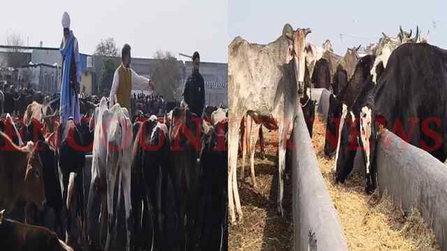 Punjab News: गौशाला में गायों की नहीं हो रही देखभाल, NRI व्यक्ति ने उठाया मुद्दा, देखें वीडियो