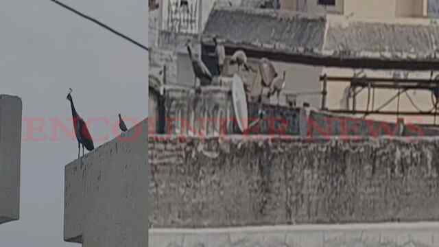 Jalandhar News: इस इलाके में दिखे मोर-मोरनी के 3 जोड़े, देखें वीडियो