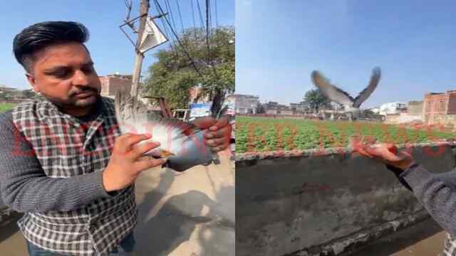 Jalandhar News: चाइना डोर का कहर, चपेट में आने से पक्षी घायल, देखें वीडियो