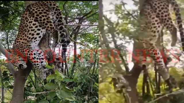 खेत में फंदे से लटका मिला Leopard, इलाके में फैली दहशत, देखें वीडियो