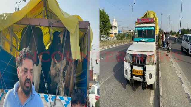 Punjab News: Main Chowk पर गौ रक्षकों ने पकड़ी गायों से भरी Pickup, हुआ हंगामा, देखें वीडियो