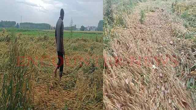 Punjab News: बिन मौसम बारिश से परेशान हुए किसान, बर्बाद हुई गेहूं की फसल, देखें वीडियो