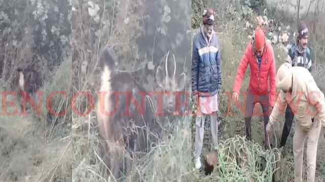 Jalandhar News: रिहायशी इलाके में घुसा सांभर, लोगों में दहशत का माहौल, देखें वीडियो