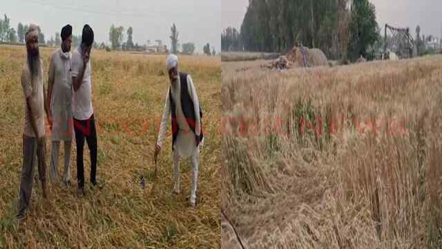 Punjab News: बेमौसम बारिश से गेहूं की फसल बर्बाद, किसानों के चेहरे पर चिंता के भाव, देखें वीडियो