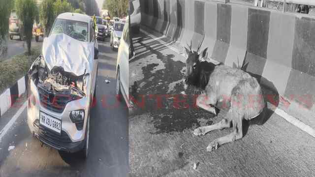 कार के सामने आया सांभर, बाल-बाल बचा चालक, देखें वीडियो