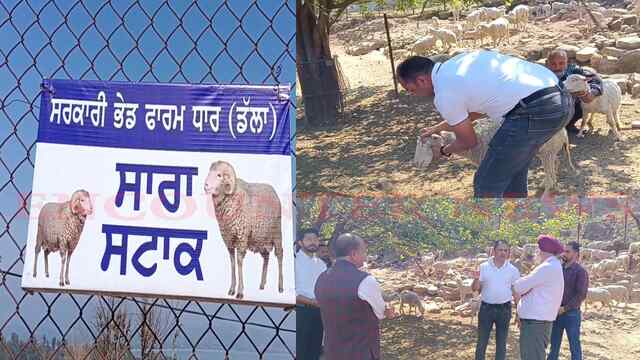 Punjab News: 250 एकड़ में फैले सरकारी भेड़ फार्म से मिलेगा लोगों को रोजगार, देखें वीडियो