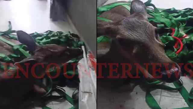 Jalandhar News: रिहायशी इलाके में घुसा सांभर, लोगों में मचा हड़कंप, देखें वीडियो