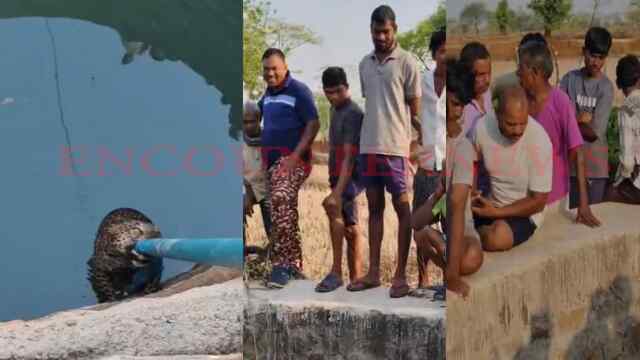 पानी की तलाश में कुएं में गिरा तेंदुआ, Pipe बनी सहारा, इलाके में दहशत, देखें वीडियो