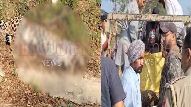 Jalandhar News: Radha Soami Satsang घर के पास वाहन से टकराया तेंदुआ, हुई मौत, देखें वीडियो
