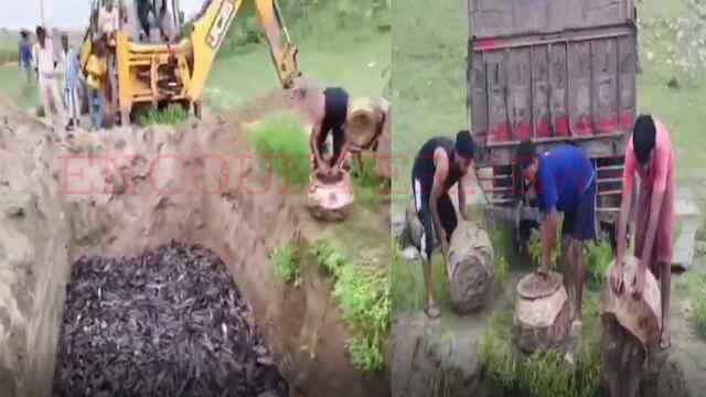 इस जगह पकड़ी गई बैन हुई थाई मांगुर मछली, पुलिस ने की बड़ी कार्रवाई, देखें वीडियो