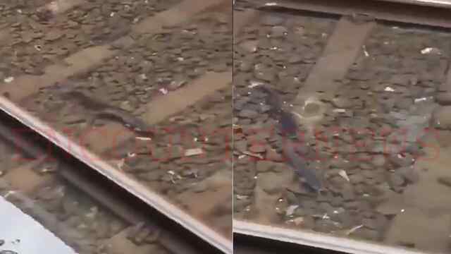 बारिश के बाद रेलवे ट्रैक पर भरे पानी में तैरती दिखीं मछलियां, वीडियो वायरल