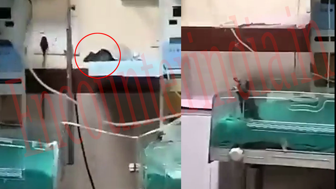 NICU में चूहों ने 2 नवजात बच्चों के हाथ-पैर कुतरे, 1 की मौत, देखें वीडियो
