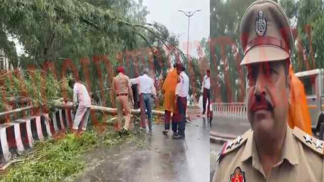 Jalandhar News: बारिश के कारण Flyover पर गिरा पेड़, देखें वीडियो