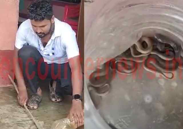 School में Cobra के मिले 36 बच्चे, मचा हड़कंप