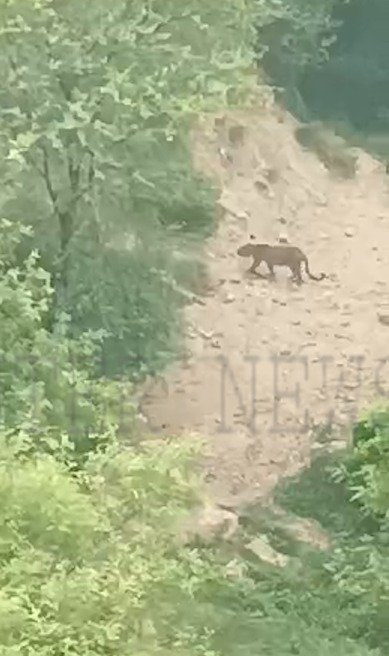 Punjab : इस इलाके में फिर दिखा तेंदुआ, देखें वीडियो