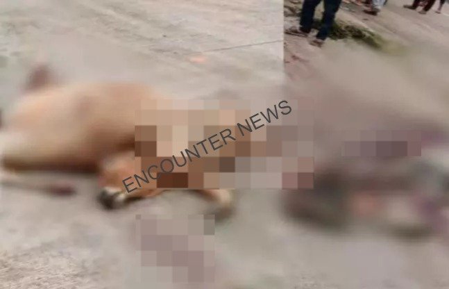 हाइवे पर अज्ञात वाहन ने मवेशियों को रोंदा, 6 की मौत