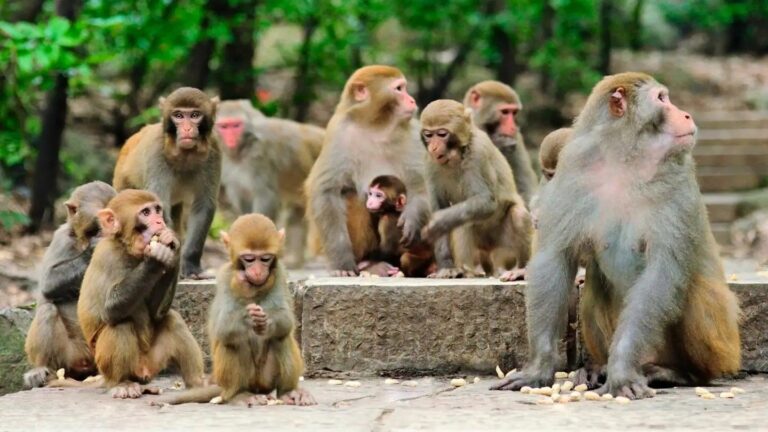 17 बंदरों की गोली मारकर की हत्या, जाने वजह