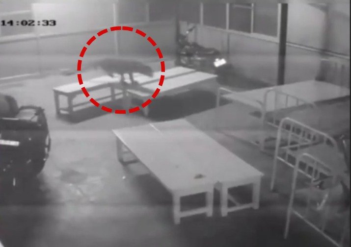 Hospital के वार्ड में घुसा Panther, मची अफरा-तफरी