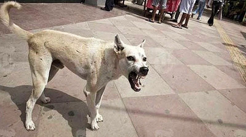 Jalandhar: खेल रहे बच्चे पर कुत्ते ने किया हमला, थाने में पहुंचे लोग