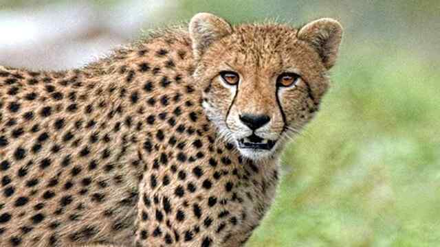 घात लगाए बैठे चीते ने 14 वर्षीय बच्चे पर किया हमला, मचा कोहराम