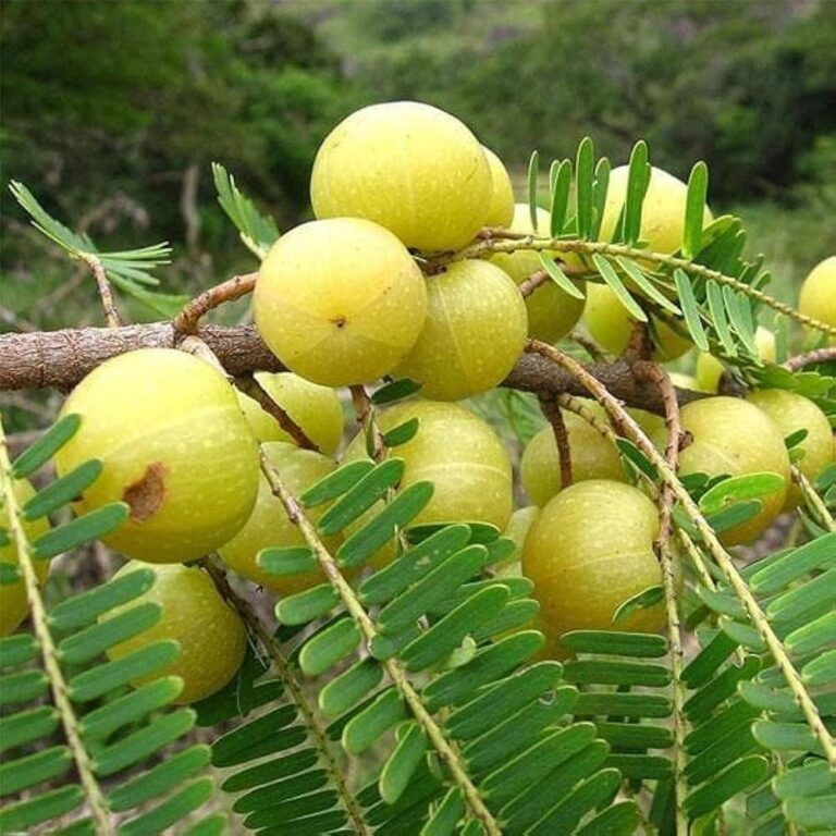 Immunity बढ़ाने के लिए फायदेमंद है ये Superfood