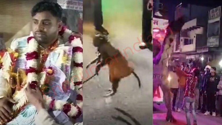 इस जिले में हुई अनोखी शादीः बारात में शामिल हुए बकरी, बंदर और ऊंट