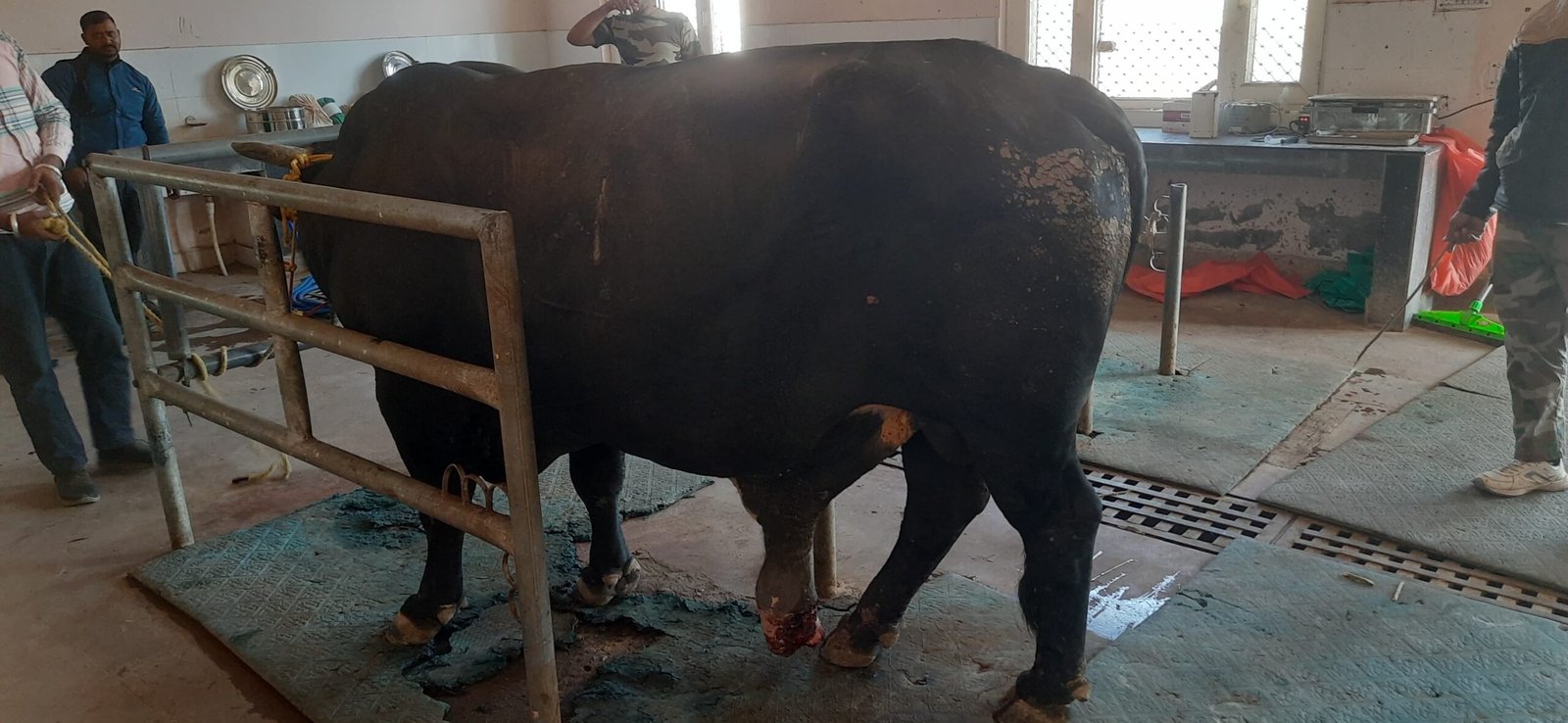 पशु चिकित्सालय ललड़ी की बड़ी उपलब्धि