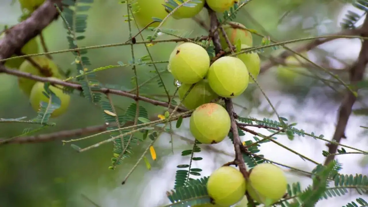 30 या फिर 31 किस दिन मनाई जाएगी आंवला नवमी? जानें शुभ मुहूर्त और पौराणिक कथा