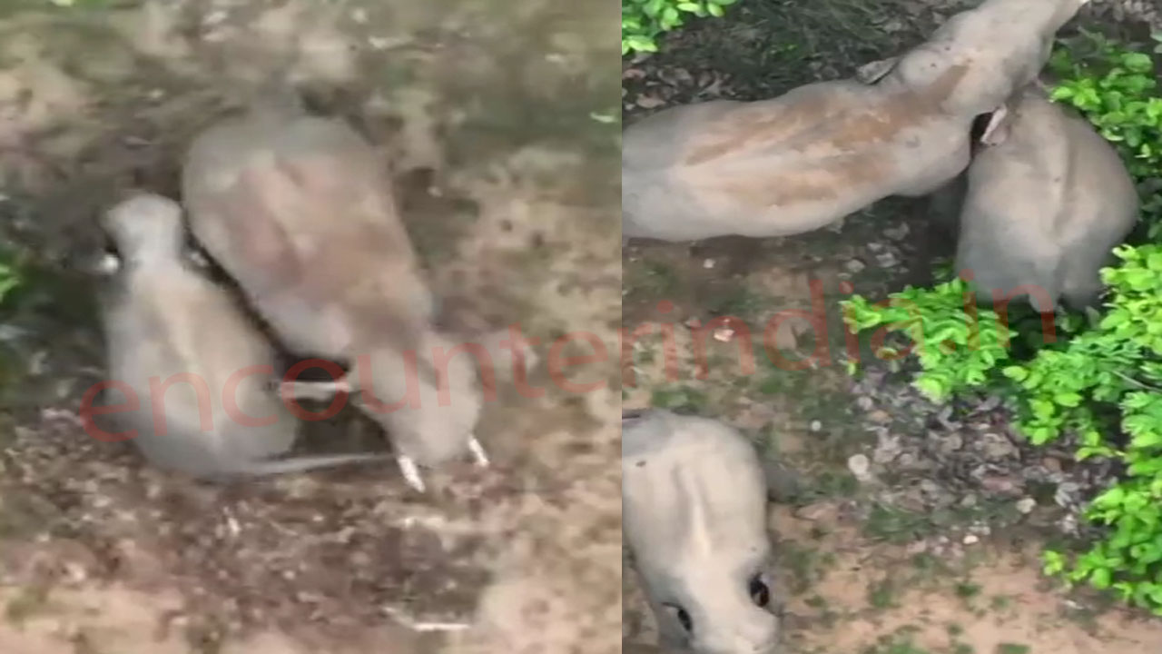 इस इलाके में हाथी की अठखेलियां, Baby Elephant के साथ की मस्ती, देखें Video