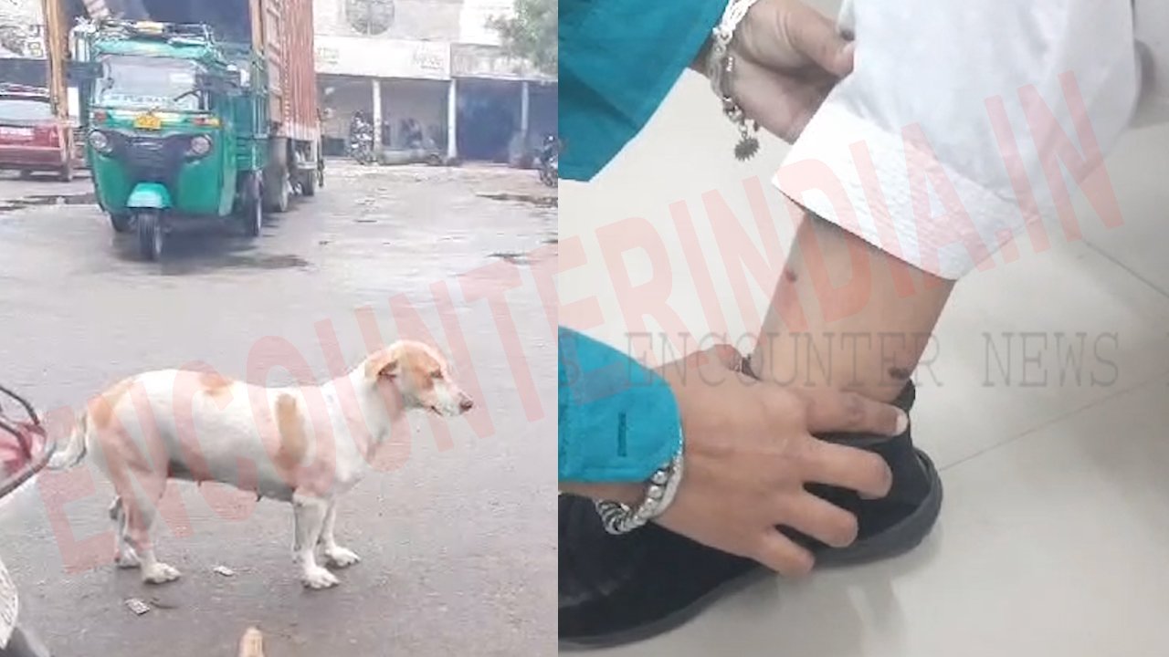 Punjab News: आवारा कुत्तों का कहर, 1231 लोगों ने लगवाया Anti Rabies Injection, देखें वीडियो