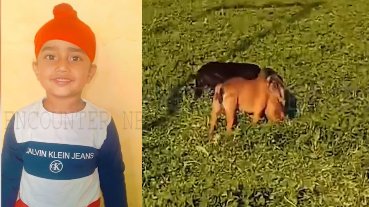 Punjab News: कुत्तों का कहर, 8 वर्षीय बच्चे की ली जान, देखें वीडियो