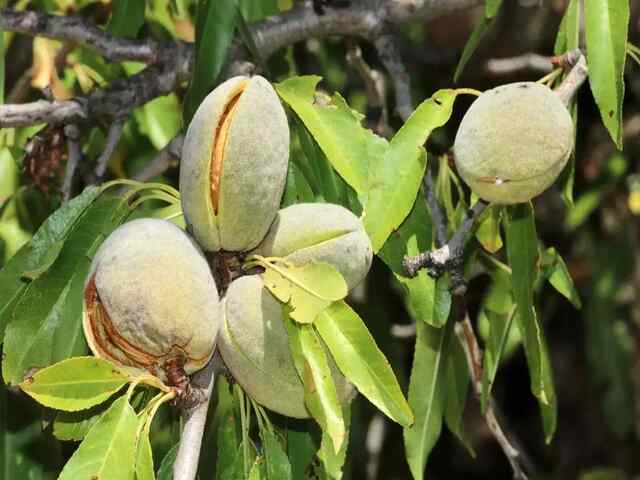 Health Tips: मानसून में बीमारियों से बचना है तो इस फल का करें सेवन