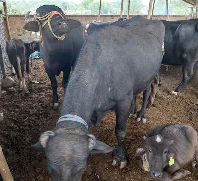 बददी से चुराई गई भैंसों को हमीरपुर के जाहू से बरामद
