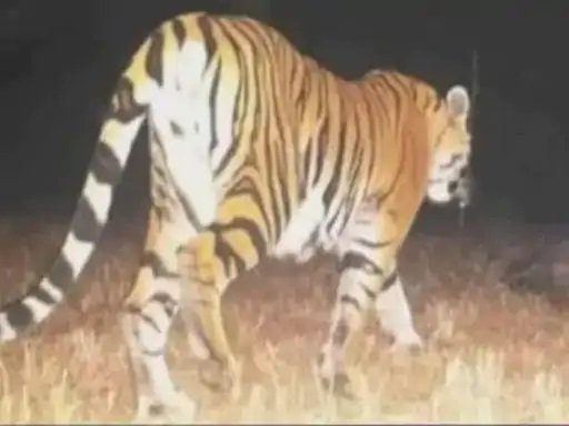 इस इलाके में पहुंचा T-200 बाघ, प्रशासन ने 6 गांवों की बिजली काटी, लोगों में दहशत का माहौल