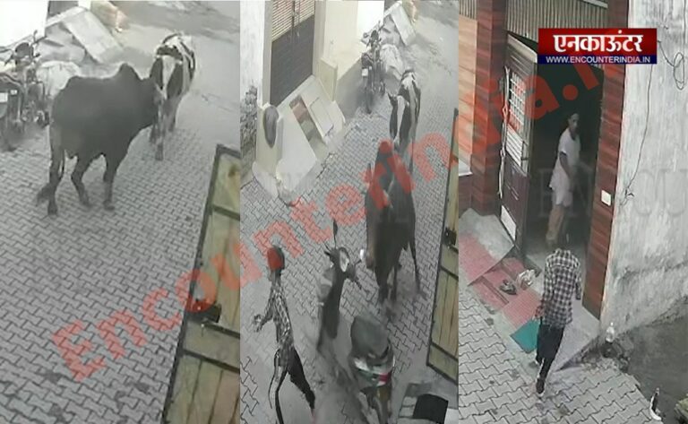 Punjab News : लड़की को देख आवारा सांड ने लगाई दौड़, देखे वीडियो