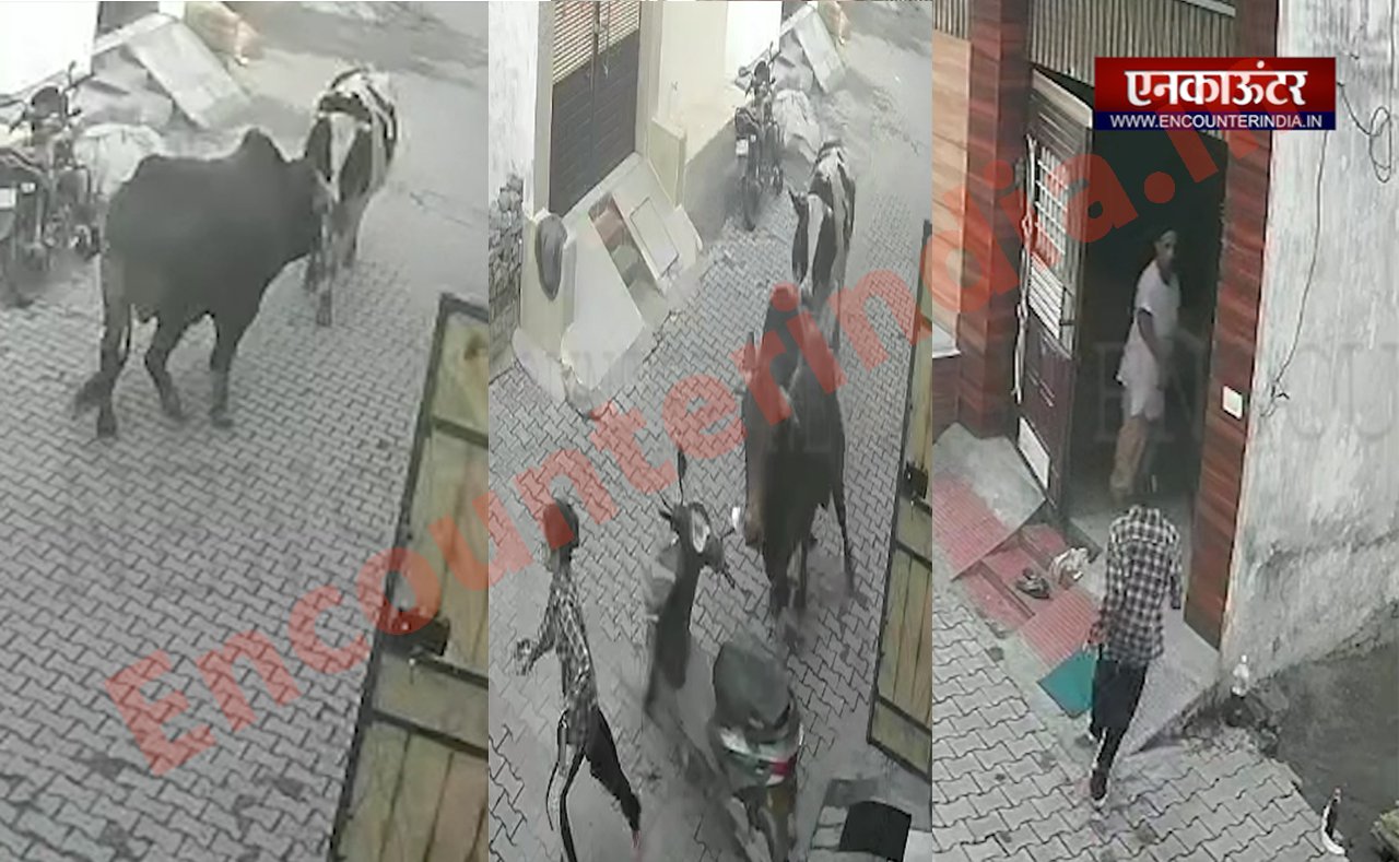 Punjab News : लड़की को देख आवारा सांड ने लगाई दौड़, देखे वीडियो