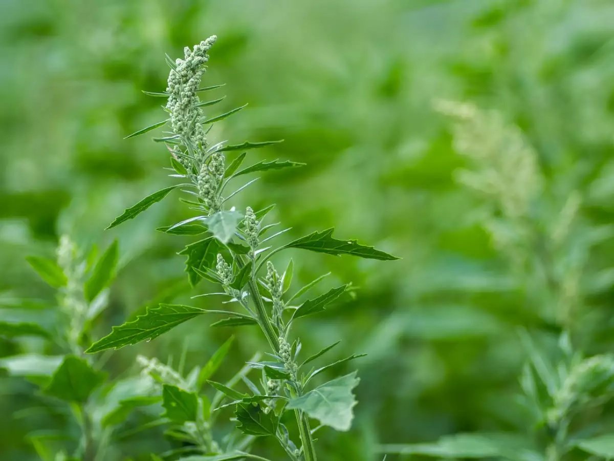 Health News : सेहत के लिए अमृत है बथुआ, लेकिन ये 4 लोग भूलकर भी नहीं करें सेवन