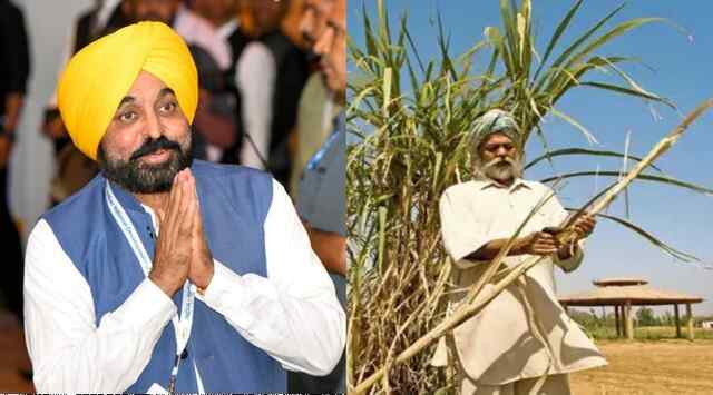 Punjab News: पंजाब में गन्ना किसानों को मिला पूरा भुगतान, 2025-26 सीजन में ₹695 करोड़ से अधिक राशि जारी