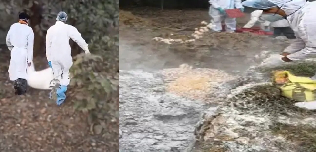 इस इलाके में फैला Bird Flu, 5000 मुर्गियों और 12000 चूजों को किया नष्ट