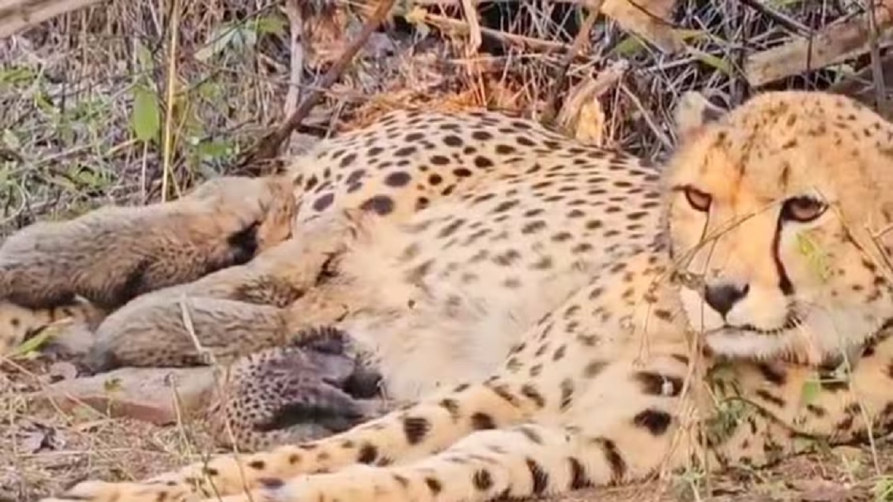 गूंजी किलकारियांः भारतीय जमीन पर जन्मीं मादा Cheetah ने 5 शावकों को दिया जन्म