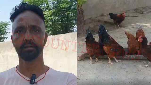 Jalandhar News: 30 हजार की मुर्गियां चुराकर चोर फरार, देखें वीडियो