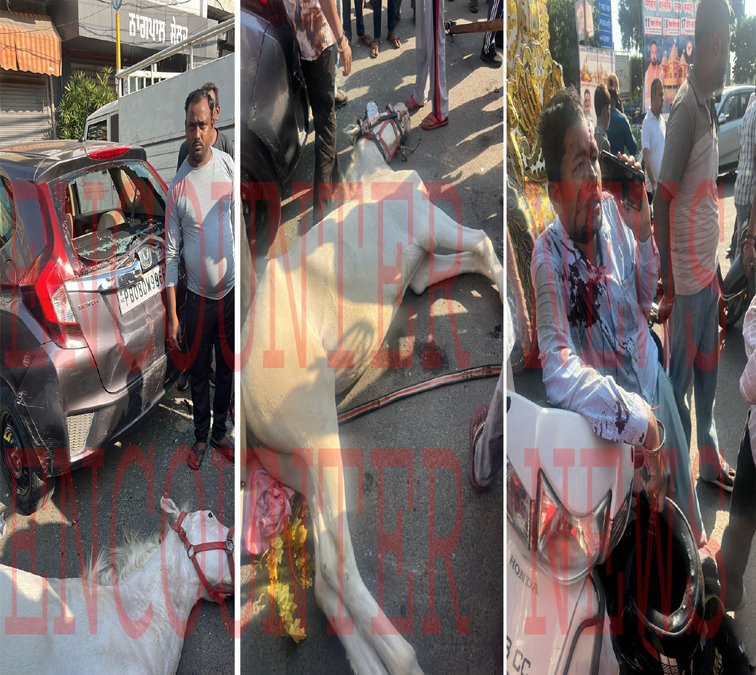 Jalandhar News: रथ से बंधे बेकाबू हुए 2 घोड़ों की वाहनों से टक्कर, एक घोड़े की मौत