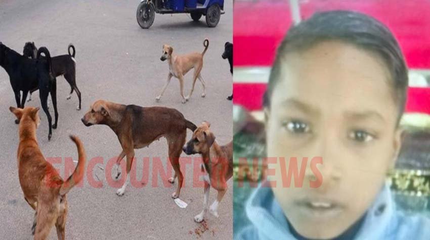 Punjab News: आवारा कुत्तों का कहर, 9 वर्षीय बच्चे को नोंचा, मौत