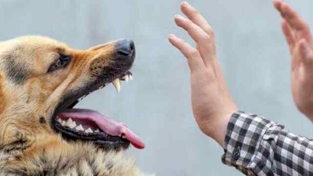 Street Dog का आतंक, 25 बच्चों सहित 45 लोगों को काटा