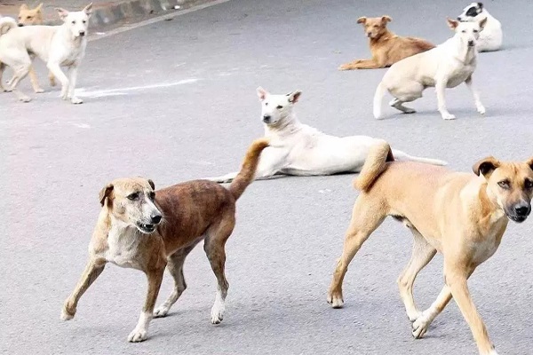 आवारा कुत्तों का कहरः प्रवासी मजदूर को खेत में नोच-नोचकर मार डाला
