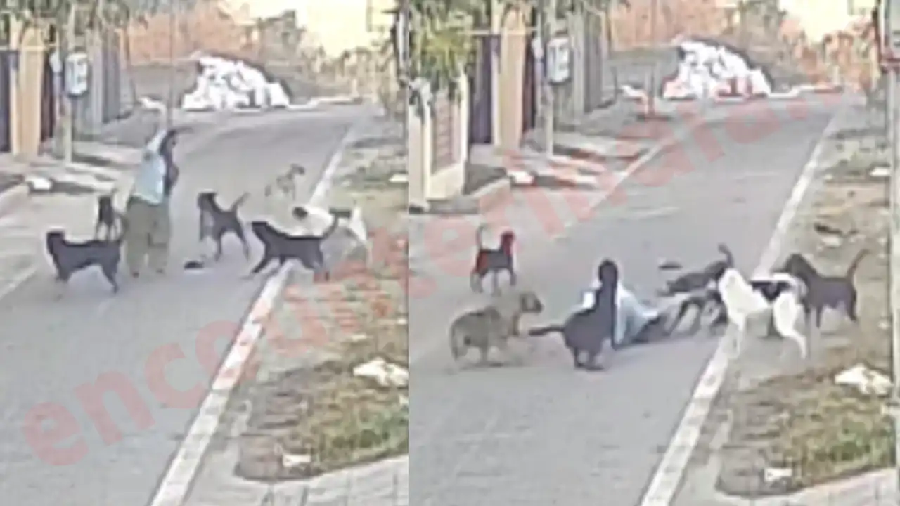 Jalandhar News: आवारा कुत्तों का आतंक, 25 जगहों पर बुजुर्ग महिला को नोचा, देख CCTV